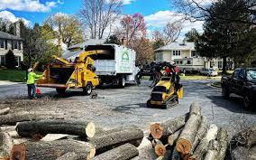 Best Stump Grinding and Removal  in Jeffersonville, KY