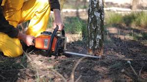 Trusted Jeffersonville, KY Tree Removal Services Experts