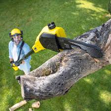 Best Commercial Tree Services  in Jeffersonville, KY