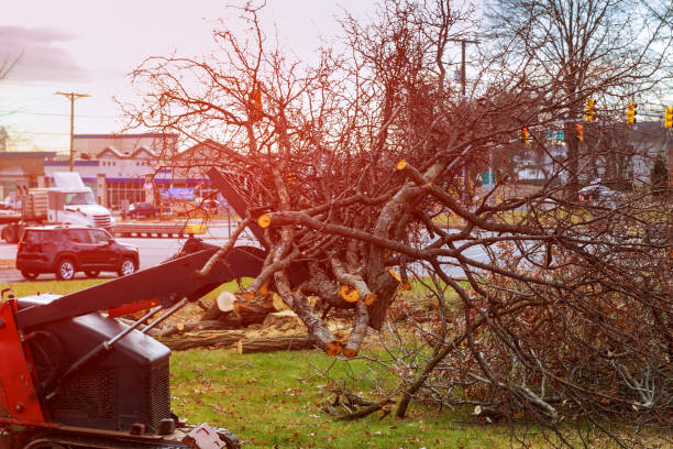 Best Storm Damage Tree Cleanup  in Jeffersonville, KY