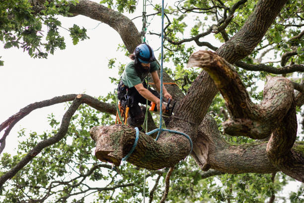 How Our Tree Care Process Works  in  Jeffersonville, KY