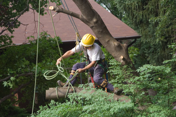 Tree Removal Services