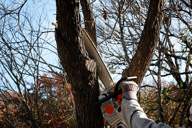 Best Palm Tree Trimming  in Jeffersonville, KY