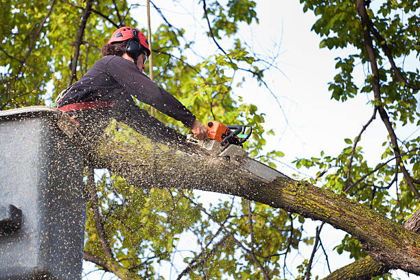 Best Tree Maintenance Programs  in Jeffersonville, KY