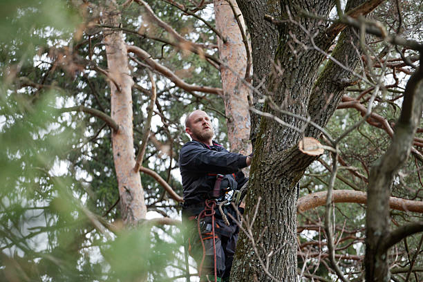 Best Tree Removal  in Jeffersonville, KY