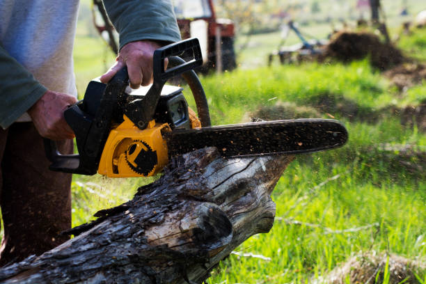 Best Tree Trimming and Pruning  in Jeffersonville, KY